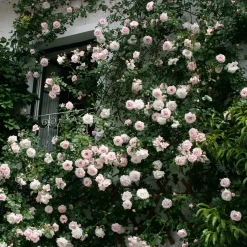 Rosenhof Schultheis Kletterrose 'New Dawn'® Sale