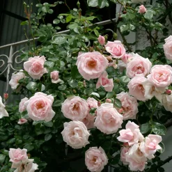 Rosenhof Schultheis Kletterrose 'New Dawn'® Sale