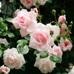Rosenhof Schultheis Kletterrose 'New Dawn'® Sale