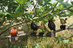 Wildlife Garden Kohlmeise Lindenholz handgeschnitzt Online