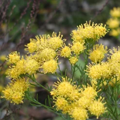 Staudengärtnerei Gaissmayer Kombipaket Heimische Stauden/Stauden für Bienen, Schmetterlinge Online
