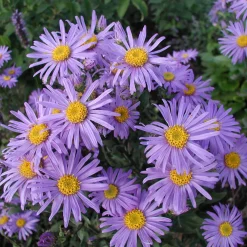 Staudengärtnerei Gaissmayer Kombipaket Heimische Stauden/Stauden für Bienen, Schmetterlinge Online