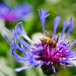 Staudengärtnerei Gaissmayer Kombipaket Heimische Stauden/Stauden für Bienen, Schmetterlinge Online