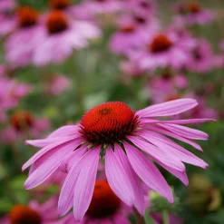Staudengärtnerei Gaissmayer Kombipaket Heimische Stauden/Stauden für Bienen, Schmetterlinge Online