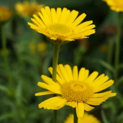 Staudengärtnerei Gaissmayer Kombipaket Heimische Stauden/Stauden für Bienen, Schmetterlinge Online