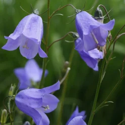 Staudengärtnerei Gaissmayer Kombipaket Heimische Stauden/Stauden für Bienen, Schmetterlinge Online