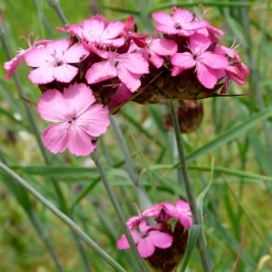 Staudengärtnerei Gaissmayer Kombipaket Heimische Stauden/Stauden für Bienen, Schmetterlinge Online