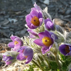 Staudengärtnerei Gaissmayer Kombipaket Heimische Stauden/Stauden für Bienen, Schmetterlinge Online