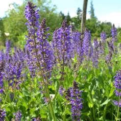 Staudengärtnerei Gaissmayer Kombipaket Heimische Stauden/Stauden für Bienen, Schmetterlinge Online