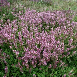 Staudengärtnerei Gaissmayer Kombipaket Heimische Stauden/Stauden für Bienen, Schmetterlinge Online