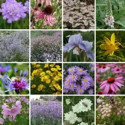 Staudengärtnerei Gaissmayer Kombipaket Klimawandel- und Stauden für Bienen, Schmetterlinge Hot