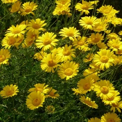 Staudengärtnerei Gaissmayer Kombipaket Klimawandel- und Stauden für Bienen, Schmetterlinge Hot