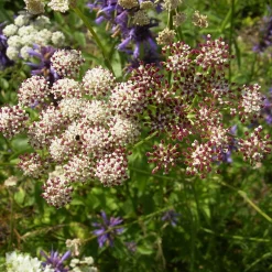 Staudengärtnerei Gaissmayer Kombipaket Klimawandel- und Stauden für Bienen, Schmetterlinge Hot