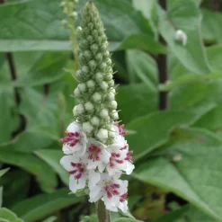 Staudengärtnerei Gaissmayer Kombipaket Klimawandel- und Stauden für Bienen, Schmetterlinge Hot