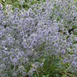 Staudengärtnerei Gaissmayer Kombipaket Klimawandel- und Stauden für Bienen, Schmetterlinge Hot