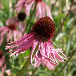 Staudengärtnerei Gaissmayer Kombipaket Klimawandel- und Heimische Stauden Outlet