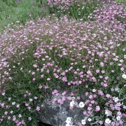 Staudengärtnerei Gaissmayer Kombipaket Klimawandel- und Heimische Stauden Outlet