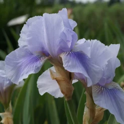 Staudengärtnerei Gaissmayer Kombipaket Klimawandel- und Heimische Stauden Outlet