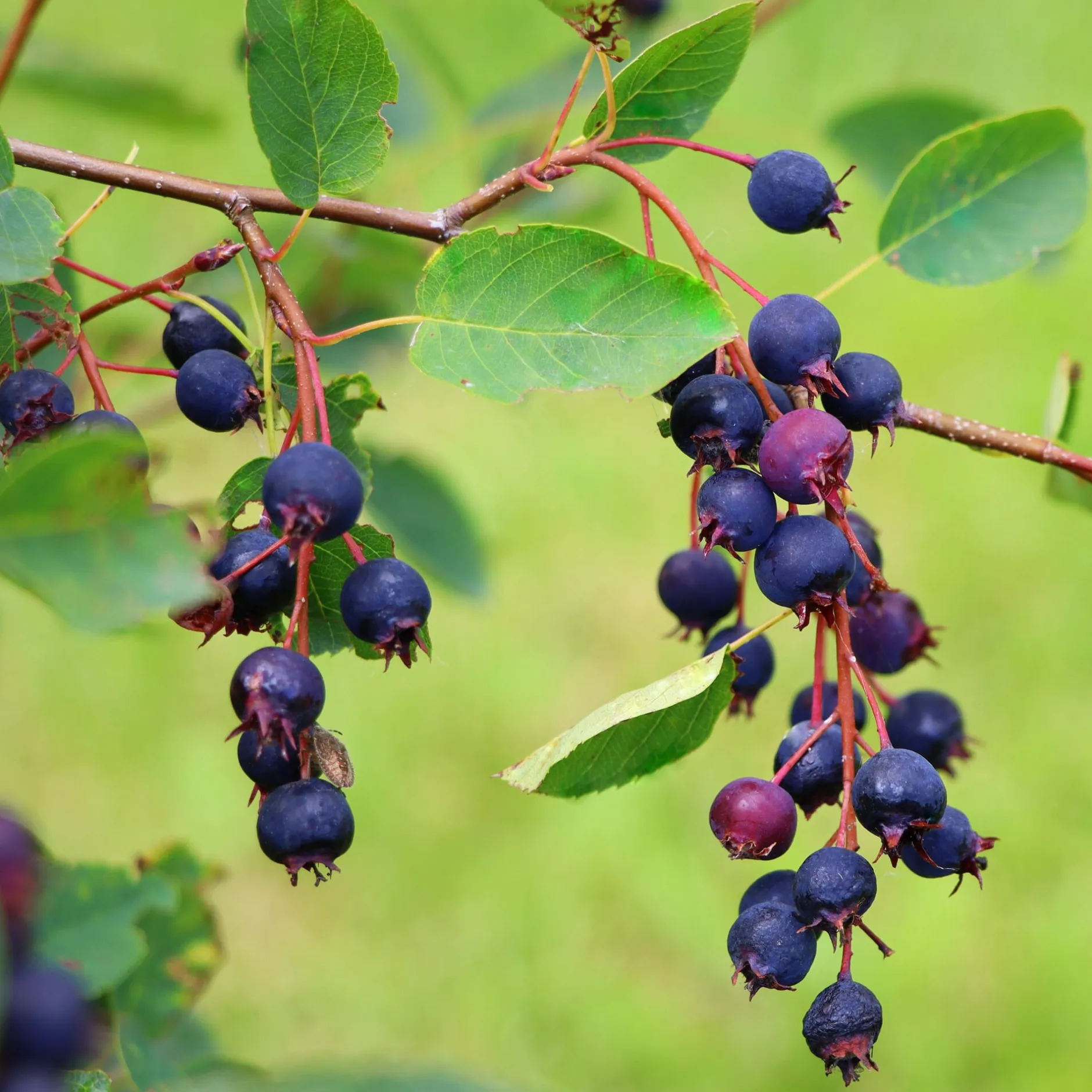 Manufactum Kombipaket Wildfruchthecke 1 und 2 New