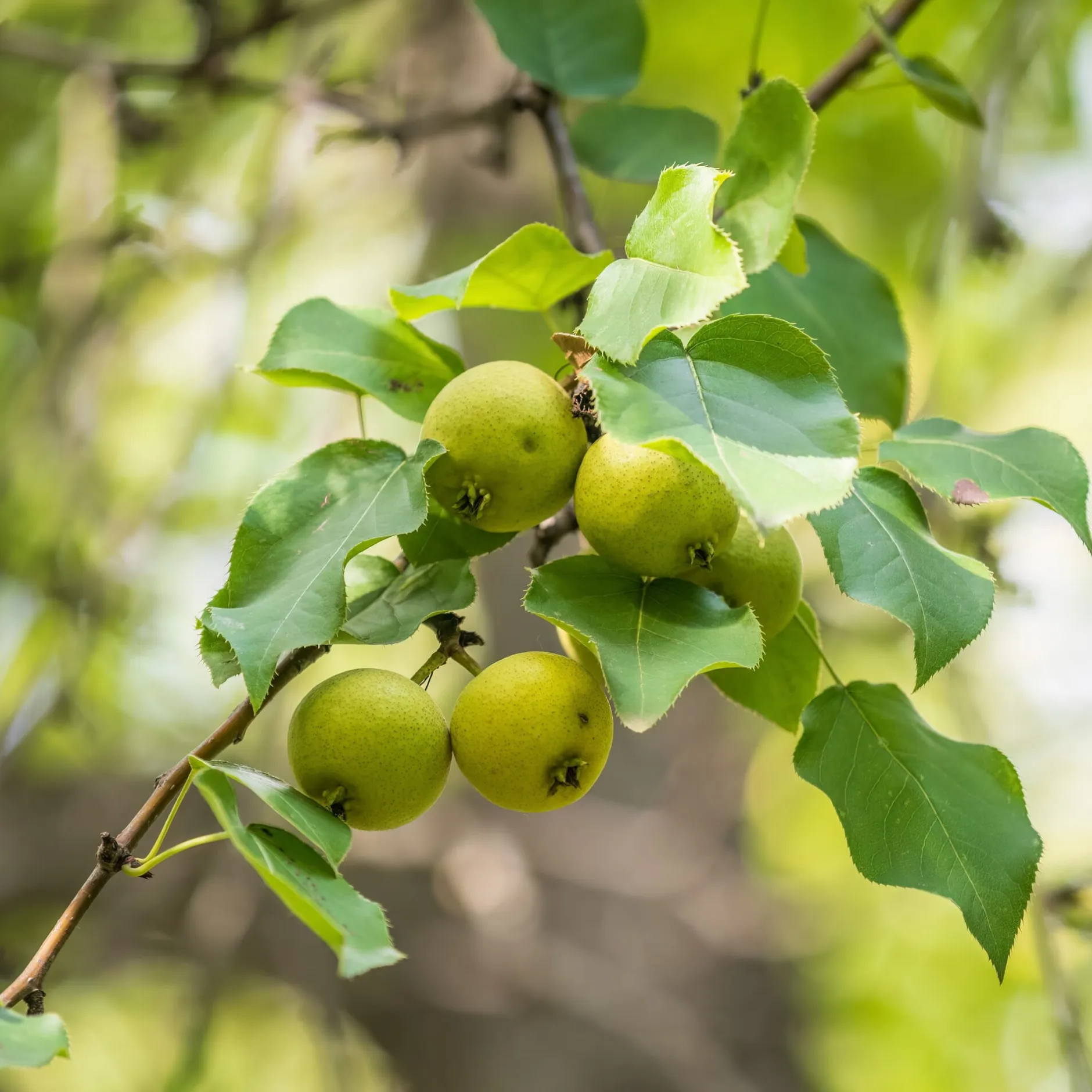 Manufactum Kombipaket Wildfruchthecke 1 und 2 New