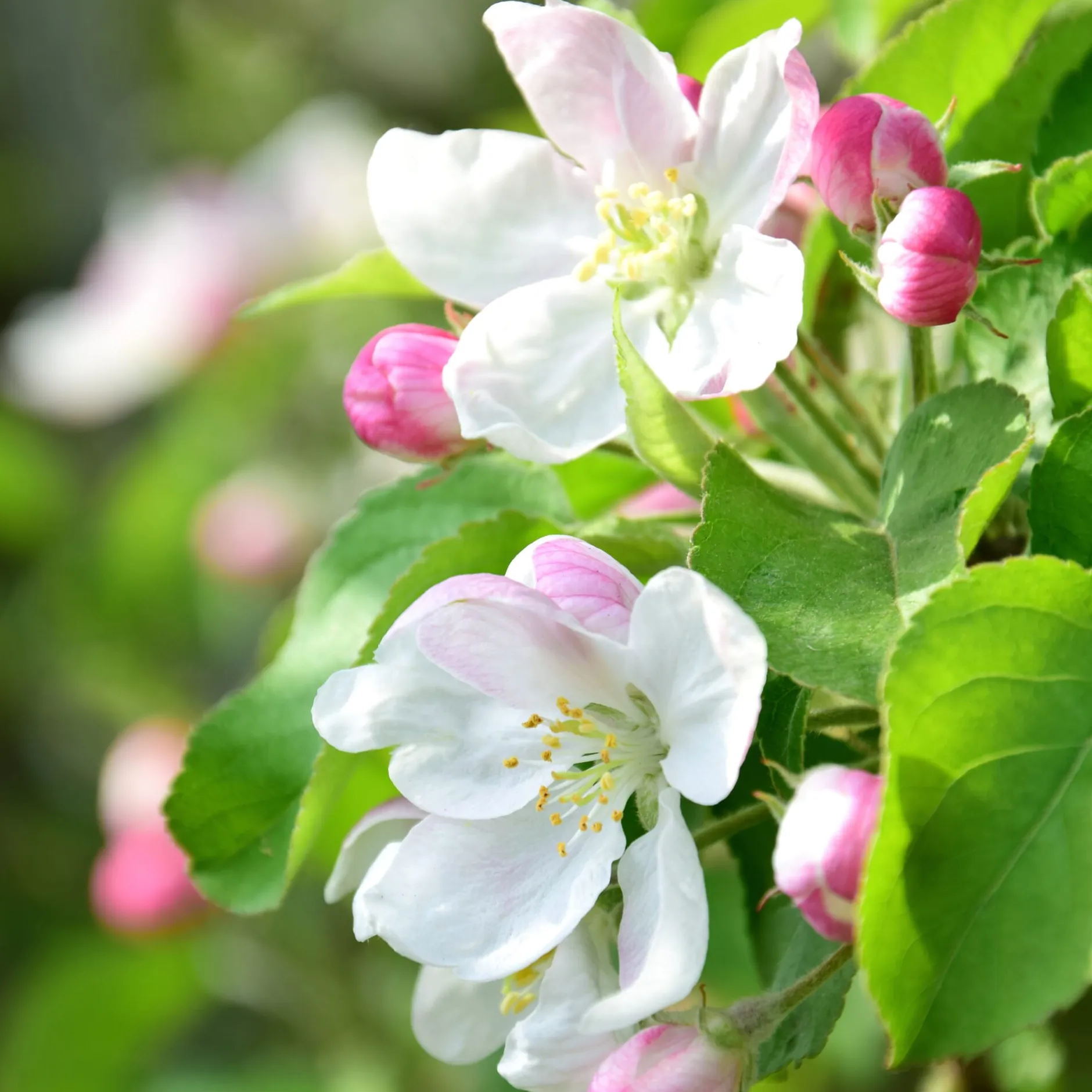 Manufactum Kombipaket Wildfruchthecke 1 und 2 New