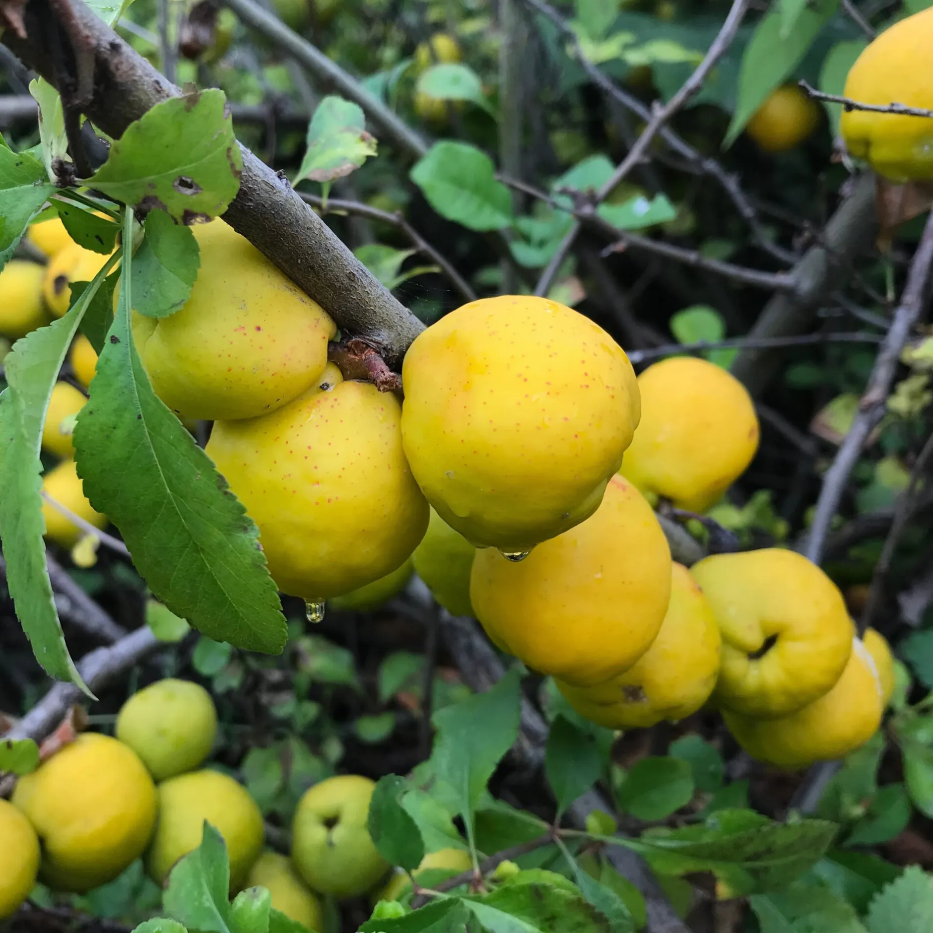 Manufactum Kombipaket Wildfruchthecke 1 und 2 New