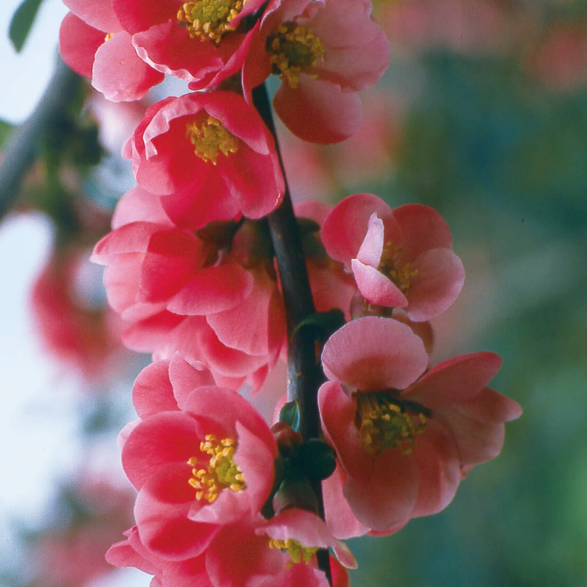 Manufactum Kombipaket Wildfruchthecke 1 und 2 New