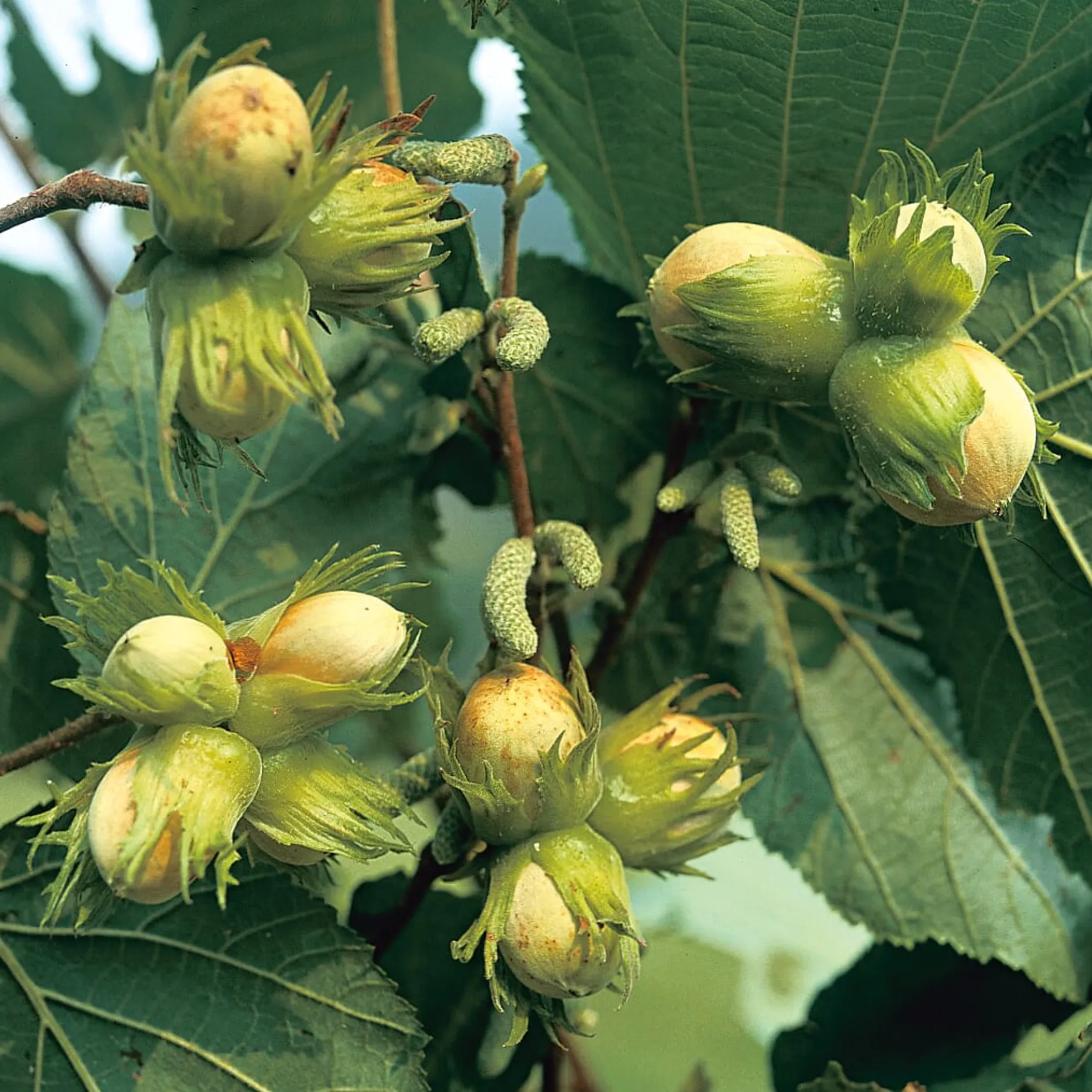 Manufactum Kombipaket Wildfruchthecke 1 und 2 New