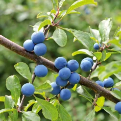 Manufactum Kombipaket Wildfruchthecke 1 und 2 New