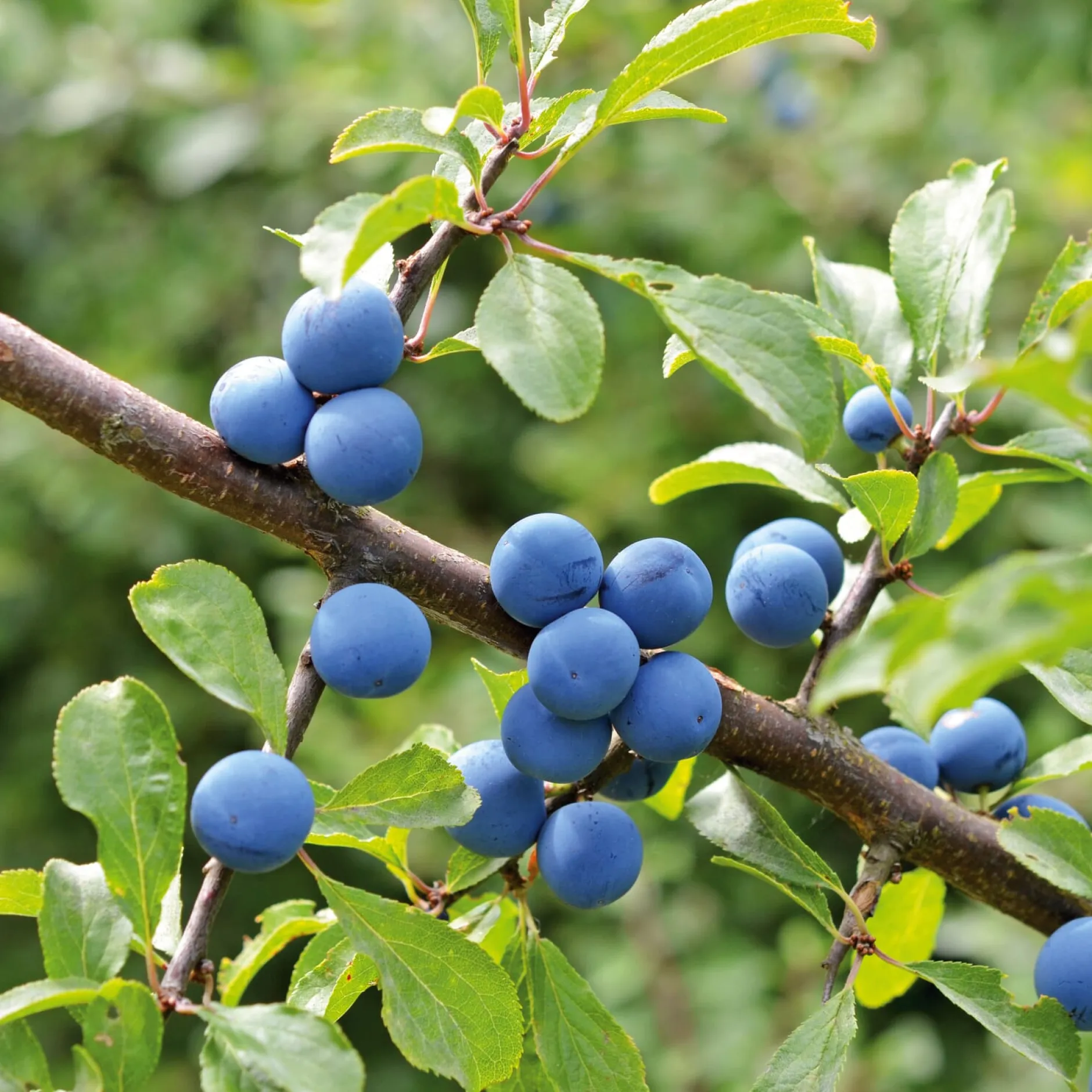 Manufactum Kombipaket Wildfruchthecke 1 und 2 New