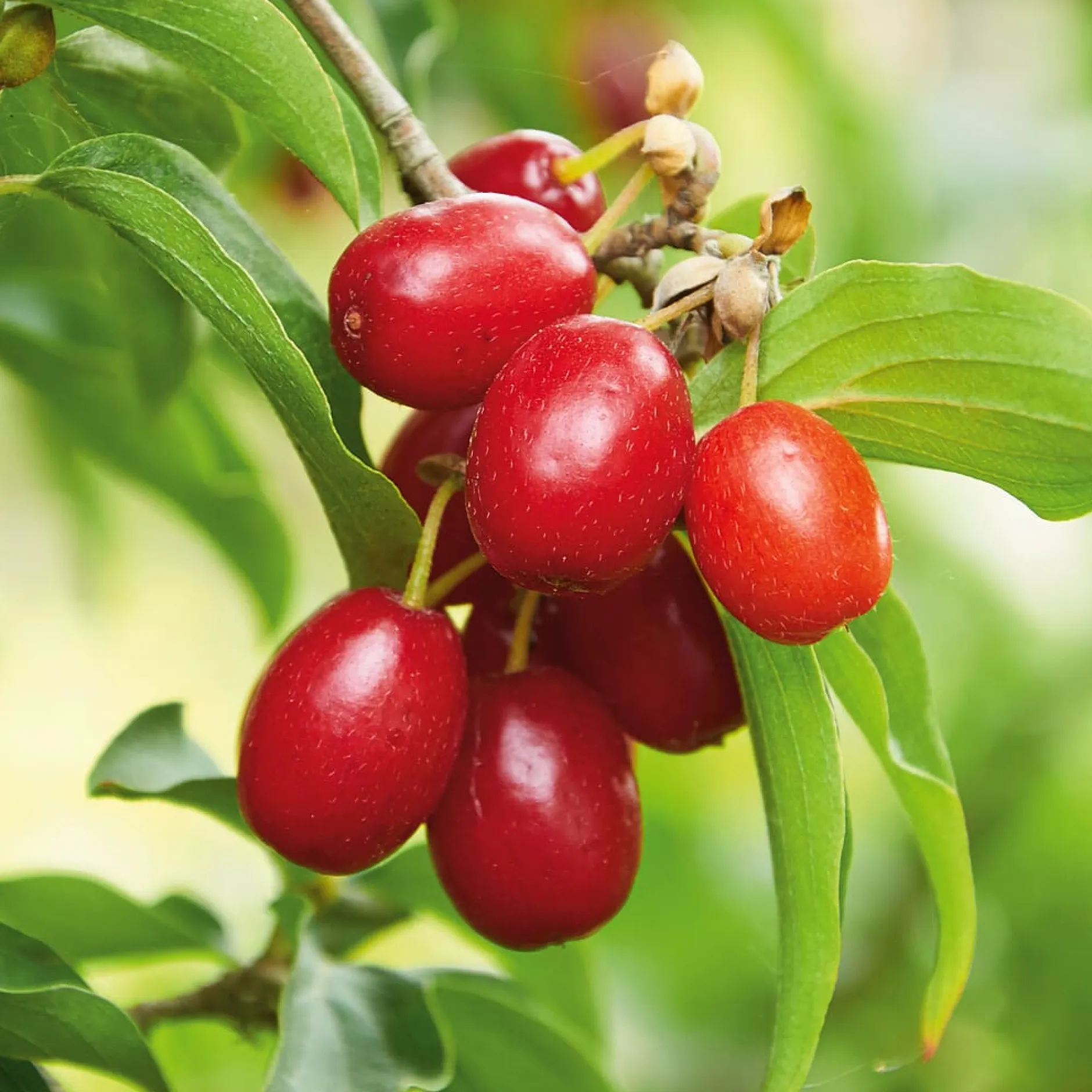 Manufactum Kombipaket Wildfruchthecke 1 und 2 New