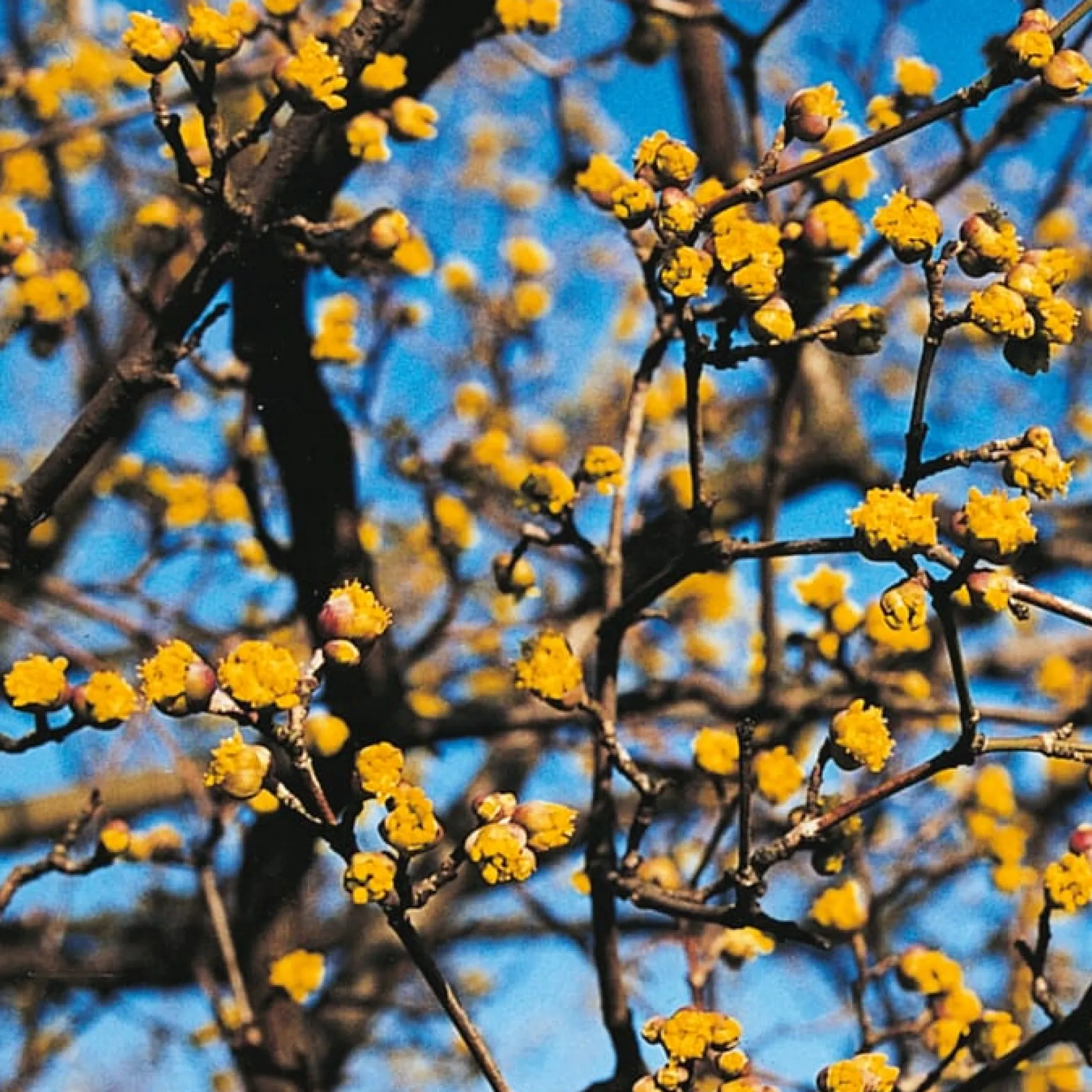 Manufactum Kombipaket Wildfruchthecke 1 und 2 New