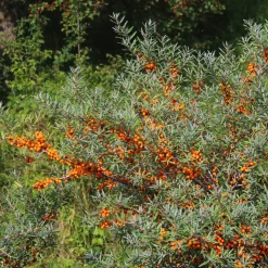 Manufactum Kombipaket Wildfruchthecke 1 und 2 New