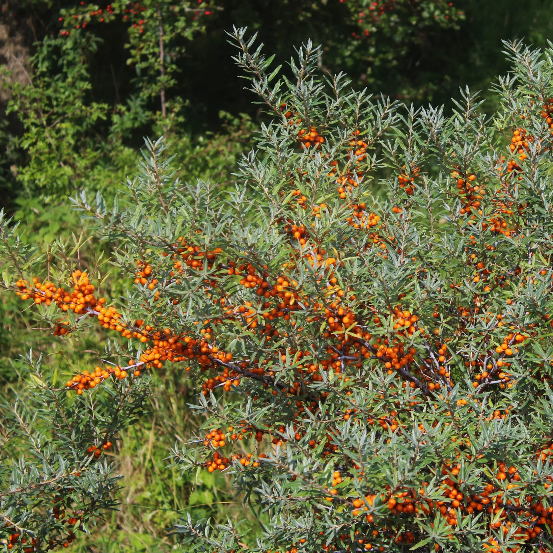 Manufactum Kombipaket Wildfruchthecke 1 und 2 New