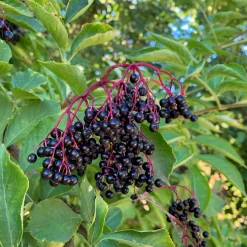 Manufactum Kombipaket Wildfruchthecke 1 und 2 New