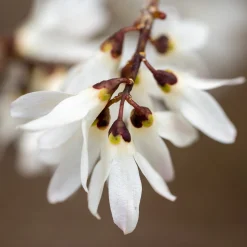 Martin Müller Baumschulen Kombipaket Winterdufter und Hecke Duftgehölze Discount