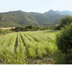 Manufactum Koriander Clearance