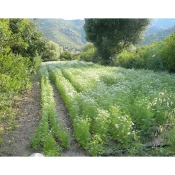 Manufactum Koriander Clearance