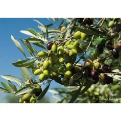 Agia Triada Kretisches Bio-Olivenöl Discount