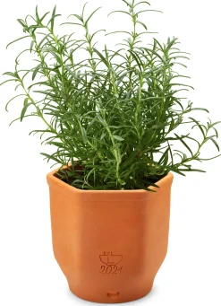 Manufactum Kräutertopf Terrakotta Clearance