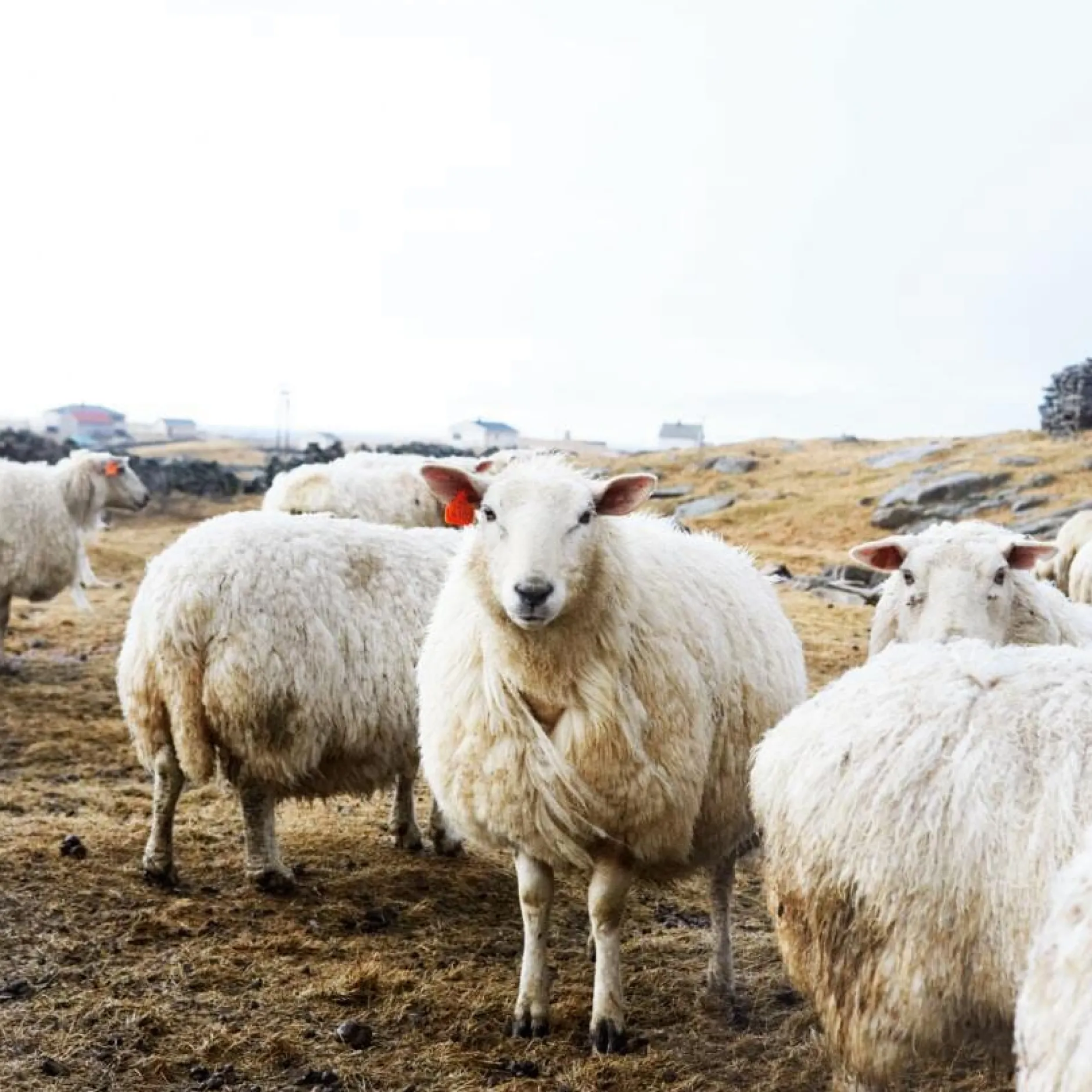 Røros Tweed Lammwolldecke Bauhausstil Grün Online