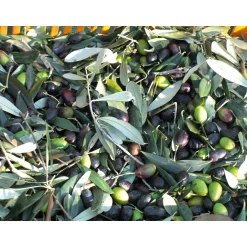 Olio Roi Ligurisches Olivenöl „Carte Noire“ DOP Outlet