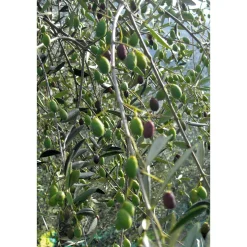 Olio Roi Ligurisches Olivenöl „Carte Noire“ DOP Outlet