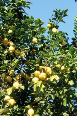 Il Convento Limoncello aus Sorrento Online