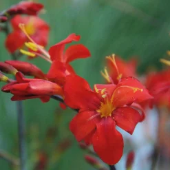 Nijssen Tuin & Bulbs Montbretie Orangeade Online