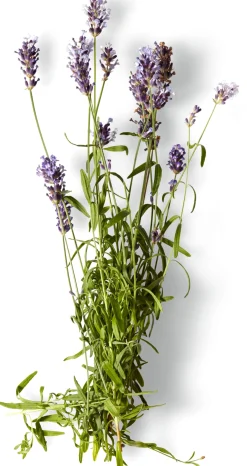 Soeder Nachfüller zu Naturseife Best