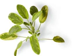 Soeder Nachfüller zu Naturseife Best