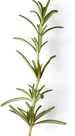 Soeder Nachfüller zu Naturseife Best