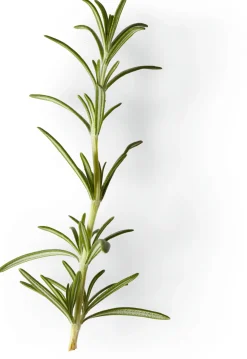 Soeder Nachfüller zu Naturseife Outlet