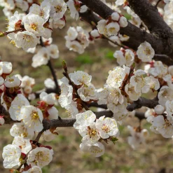 Manufactum Obstgehölz Aprikose 'Luizet' Online